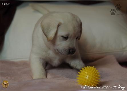 Labrador Welpe in gelb, Mädel Bf s-gld