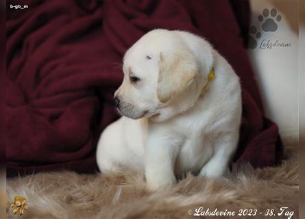 Labrador Welpe in gelb, Bub Bf b-gb