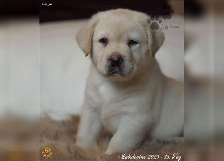 Labrador Welpe in gelb, Bub Bf b-or
