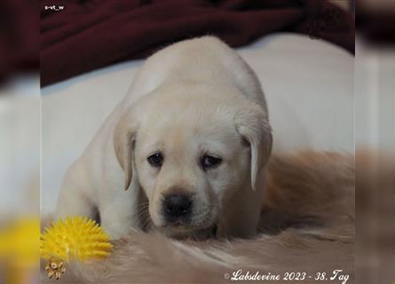Labrador Welpe in gelb, Mädel Bf s-vt