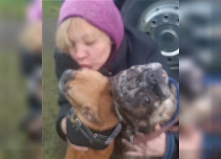 Gesunde sportliche Französische Bulldoggen Hündin Mutter & Tochter sterilisiert