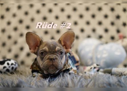 Reinrassige, Freiatmende & super liebe Französische Bulldogge