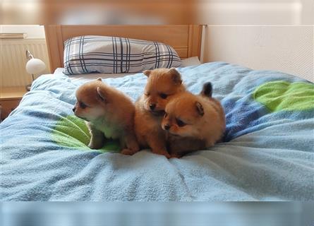 Wunderschöne Reinrassige Pomeranian Zwergspitz-Welpen, Bärchen Typ,  suchen ein neues Zuhause