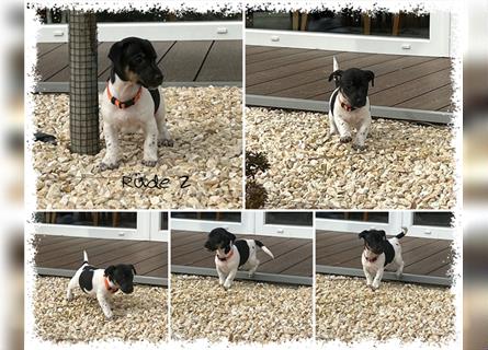 Jack Russell Terrier Welpe (aktuelle Bilder vom 17.03.2023)