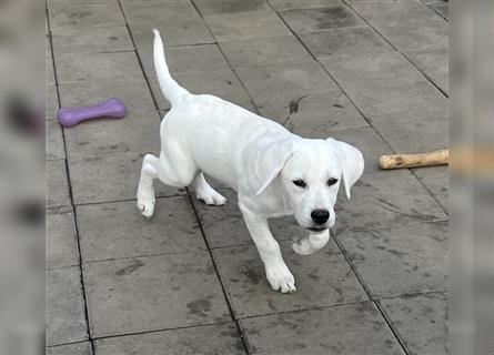 Labrador Welpen Weiß mit Papiere Ahnentafel..Abgabebereit