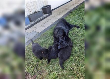 Tolle Welpen von Neufundländer-Hündin und Leonberger Bärenhund
