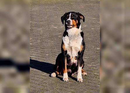 Appenzeller Großer Schweizer Sennenhund Welpen (Swissydog) Bilder vom 19.3.23