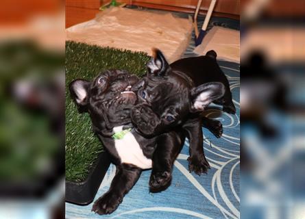 Französische Bulldogge Welpe 14 Wochen alt