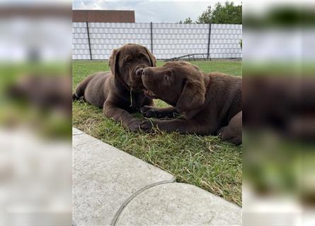Labrador Retriever Welpen in Chocolate / Braun
