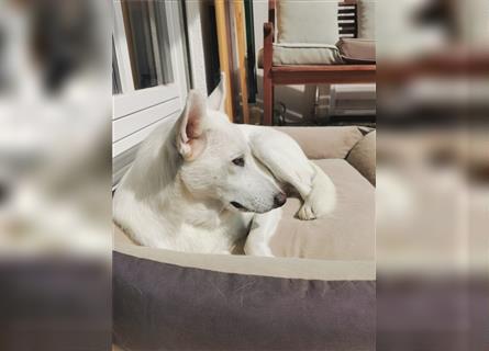 Weisser Schäferhund-Mischling sucht ein neues Zuhause