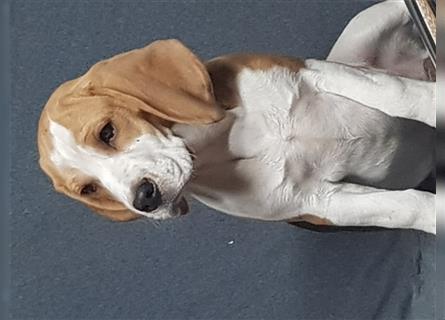 Beagle welpen