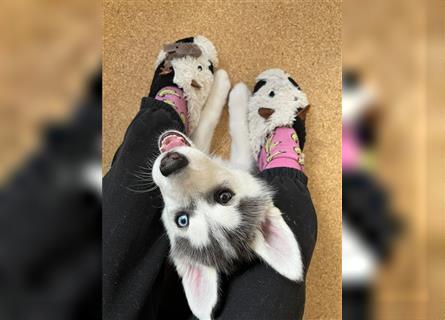 Noch 3 Siberian Husky Welpen (weiblich)zu verkaufen