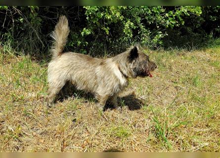 Cairn-Terrier- Rüde  ( rot-cremfarben )