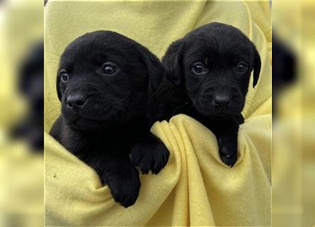 Süße Schwarze reinrassige Labrador Welpen