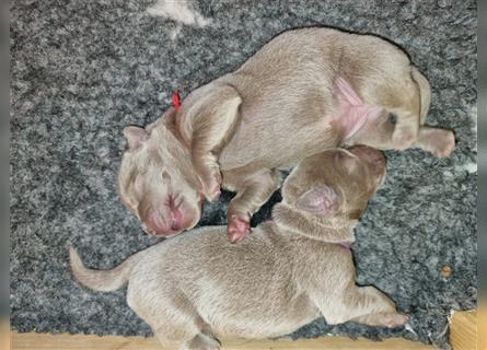 Aussiedor Labrador F1BB Welpen suchen ab den 27.3 eine neue Familie
