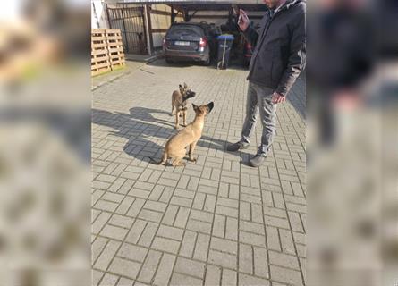 Welpen: Altdeutscher Schäferhund / Belgischer Schäferhund ( Malinois )
