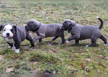 4 prachtvolle Bulldog Welpen suchen noch ihr perfektes Körbchen