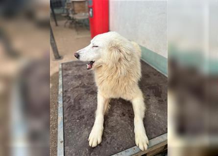 Der sanfte BODHI sucht ein liebevolles Zuhause