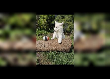 Ab sofort: Weißer Schweizer Schäferhund Welpe (Langhaar) MIT PAPIEREN