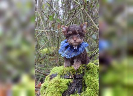 Yorkshire Terrier Rüde aus Champion Verpaarung & Körzucht mit Stammbaum