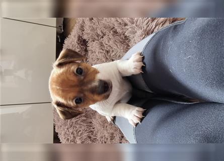 4 süße Jacke Russel Terrier Mädels suchen einen liebevolles Zuhause