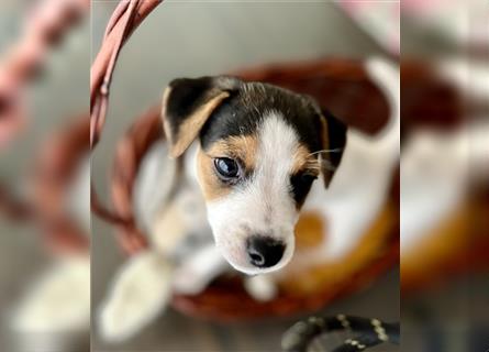 Zauberhafter Welpe Jack Russell Terrier/ Langbeinig & tricolor