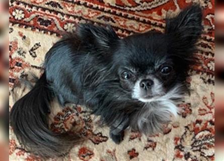Chihuahua Mädchen zuckersüß 4 Monate Black and Tan