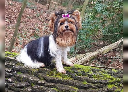 Yorkshire Terrier Biewer Mädchen aus Champion und Körzucht Verpaarung mit Stammbaum