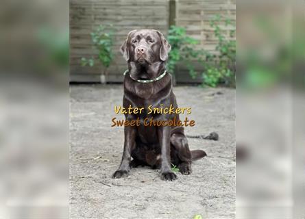 Labrador Retriever Welpen Choco 4Hündinnen/3Rüden mit Ahnenpass