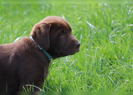 Labrador Retriever Welpen Schoko Choco 1 Rüde 6 MonateAhnenpass