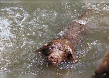 Labrador Retriever Welpen Choco 4Hündinnen/3Rüden mit Ahnenpass