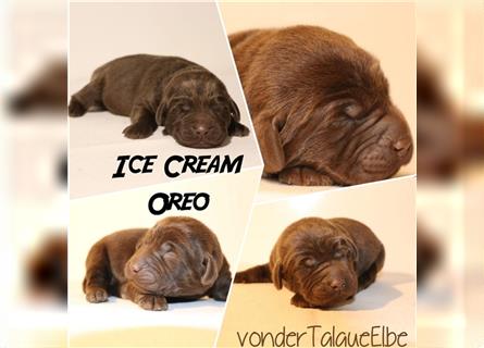Welpe Oreo Labrador Retriever Welpe, Rüde Choco