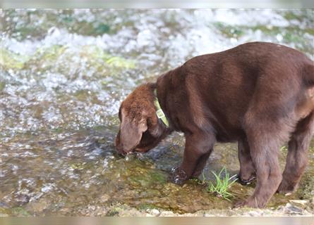 Welpe Fida Labrador Retriever Welpe Hündin Choco