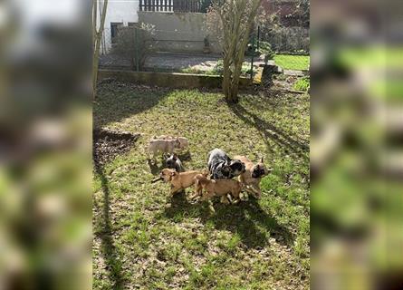 Französische Bulldoggen Welpen