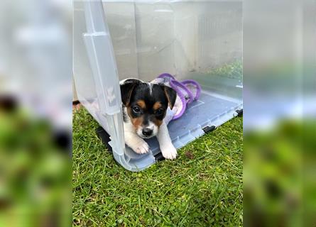 Jack Russel Terrier reinrassig, kurzhaarig, kurzbeinig