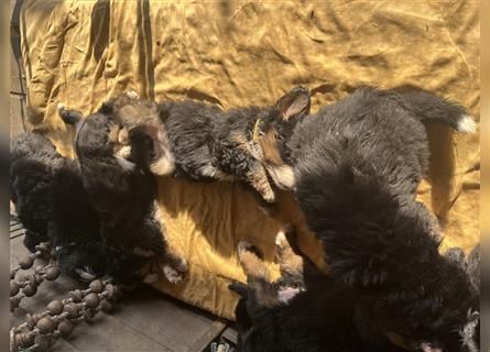 Bernersennenhund Welpen geb. 12.04. reinrassig
