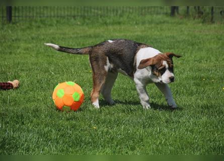 „Einmalig“ Welpen von Hündin Old Englische-Bulldogge und Rüde Herdenschutz-Pyrenäenberghund