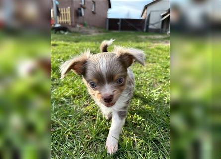 Noch ein Chihuahua Langhaar Welpe übrig!! Lilac Tricolor, Rüde