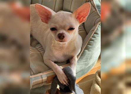 Chihuahua - Kurzhaar