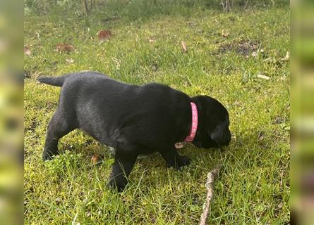 Lackschwarze Herzensbrecher Labrador Retriever Welpen mit Ahnentafel