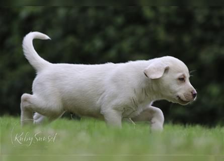 Wunderschöne Labrador Welpen, acht Wochen