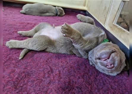 Labrador Welpen , silber mit Ahnentafel