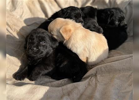 Reinrassige schwarze Labrador Welpen Rüden