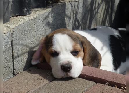 Beagle Welpen tricolor