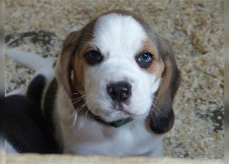 Beagle Welpe, Rüde