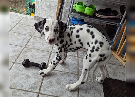 Dalmatiner Rüde 11 Monate alt