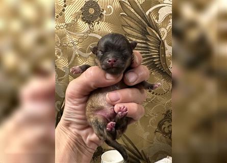 Pomeranian Boo Hündin Welpe am 24.04.23 geboren