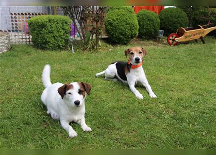 Jack - Parson Russel Terrier