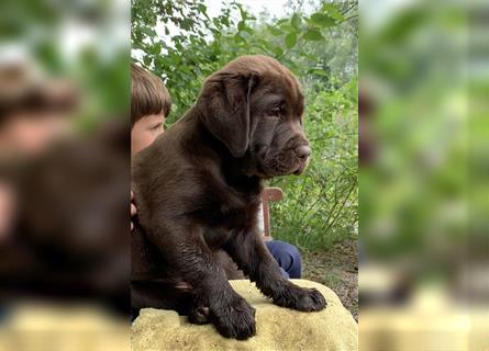 Braune Labradorwelpen mit Ahnentafel suchen ein schönes Zuhause
