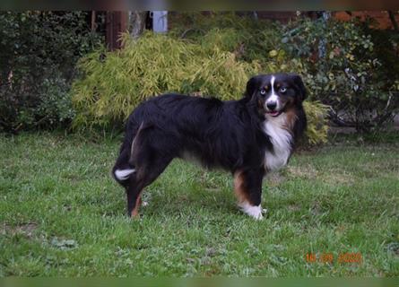 3 traumhafte Mini Aussie Welpen aus top Verpaarg., seriöse Zucht!